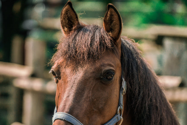 Pferd