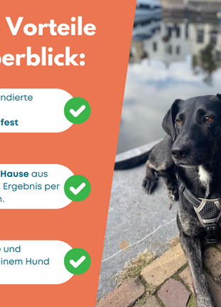 DNA Hunderassenbestimmung