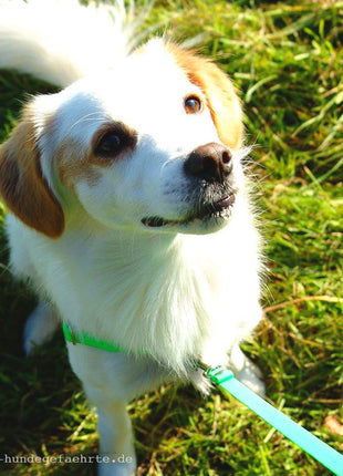 Anti-stress harness STURMFREI® Saver for very small dogs