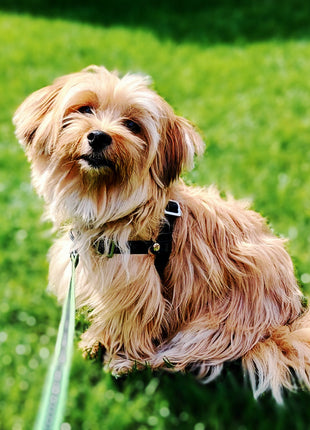 Anti-Stress-Geschirr STURMFREI®, Größe XXS