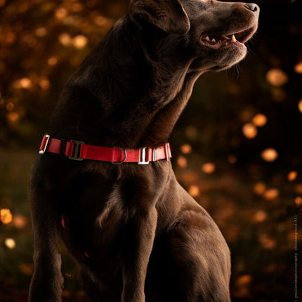 Anti-Stress-Geschirr STURMFREI®, Größe M