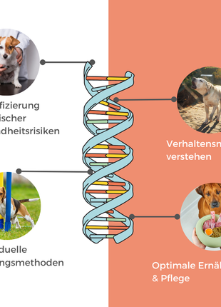 DNA Hunderassenbestimmung