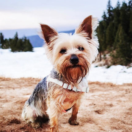 Anti-Stress-Geschirr STURMFREI®, Größe XS