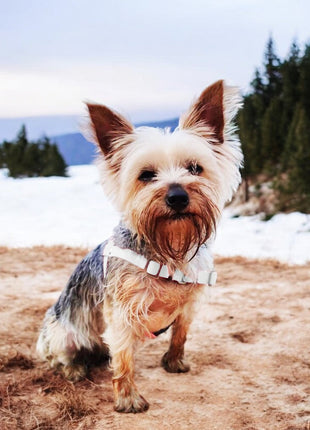 Anti-Stress-Geschirr STURMFREI®, Größe XXS