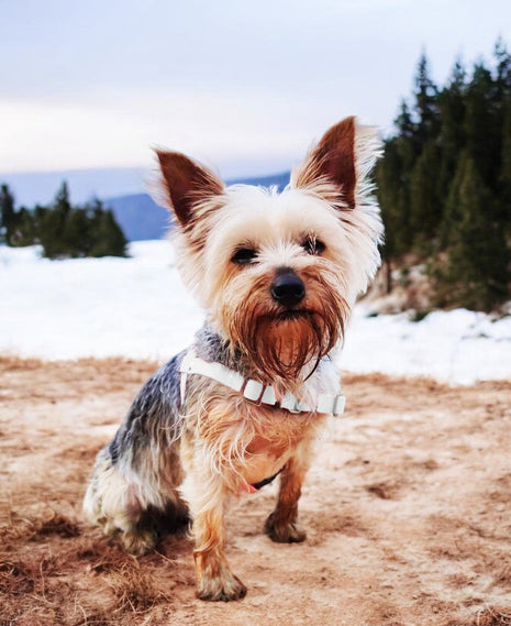 Anti-Stress-Geschirr STURMFREI®, Größe XXS