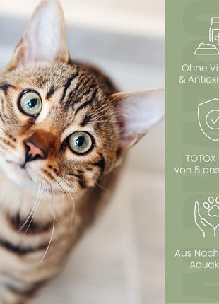 Lachsöl für Katzen