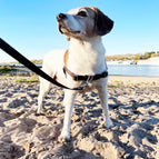 Braun / STURMFREI® - BioThane® Vordergurt und gewebter Bauchgurt (POP) / Ohne