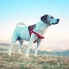 Rot / STURMFREI® - BioThane® Vordergurt und gewebter Bauchgurt (POP) / Ohne