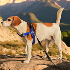 Blau (25 mm) / STURMFREI® - BioThane® Vordergurt und gewebter Bauchgurt (POP) / Ohne