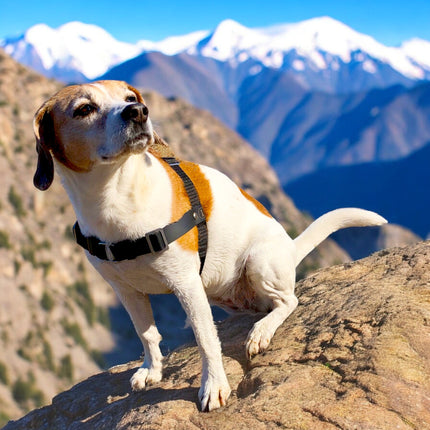 Anti-Stress-Geschirr STURMFREI®, Größe S für Kraftprotze