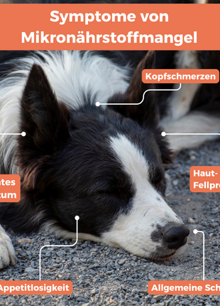 Mikronährstoff-Test Hund