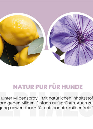 MilbHunter Milbenspray für Hunde
