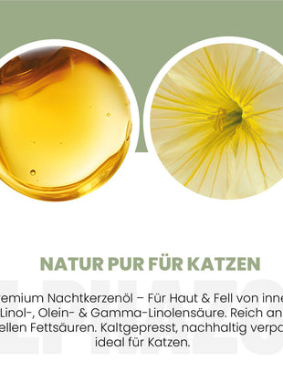 Nachtkerzenöl für Katzen