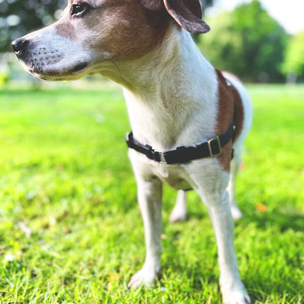 Anti-Stress-Geschirr STURMFREI®, Größe S