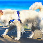 Blau / STURMFREI® - BioThane® Vorder- und Bauchgurt / Ohne