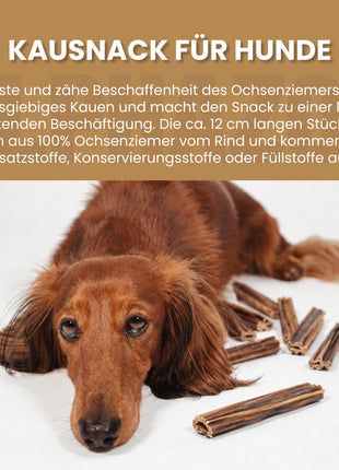 Ochsenziemer