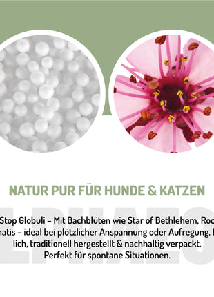 Panik Stop Bachblüten