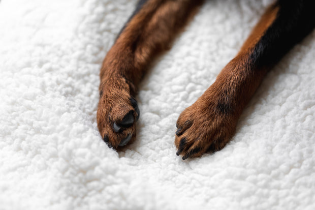 <h2>Entdecke das perfekte Spielzeug für deinen Hund.</h2>