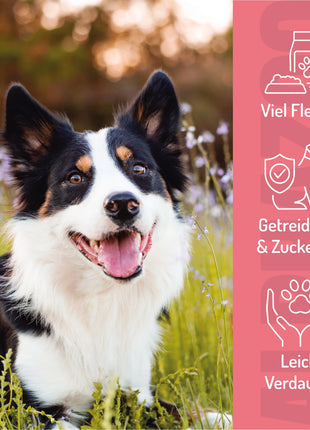 Probierset Leckerli Hund