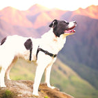 M (19 mm = Schwarz - Braun -Rot /25 mm = Blau) / Schwarz / Ohne