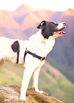 Anti-Stress-Geschirr STURMFREI® Saver für kleine bis mittlere Hunde