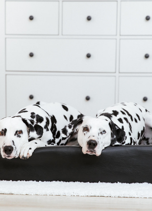 Hundebett KUDDE Kunstleder