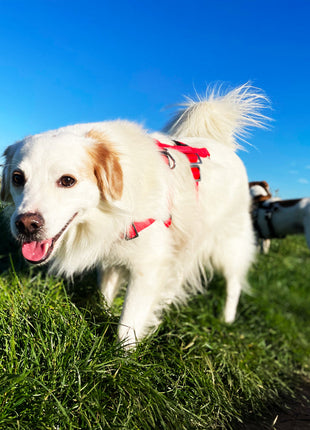 Anti-stress harness STURMFREI® Saver for very small dogs