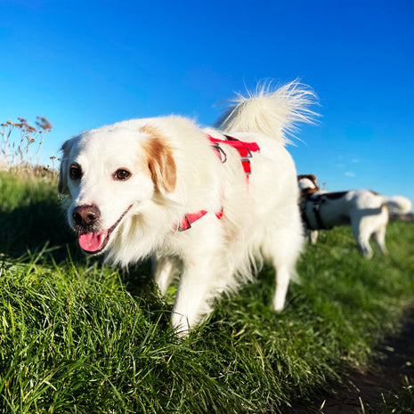 STURMFREI® Saver anti-stress harness for small to medium-sized dogs