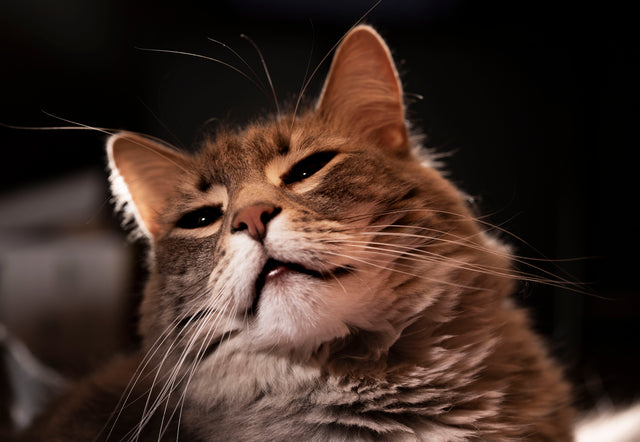 <h1>Katzen-Betten</h1>