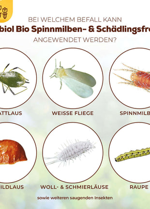Solabiol Bio Spinnmilben Schädlingsfrei AF