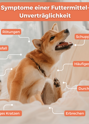 Allergietest Hund