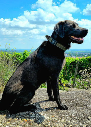Taktisches Hundehalsband mit Namen und Griff, gratis Gravur auf Schnalle