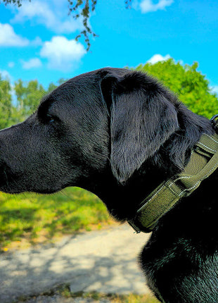 Taktisches Hundehalsband mit Namen und Griff, gratis Gravur auf Schnalle