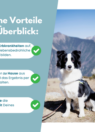DNA-Erbkrankheiten Analyse Hund