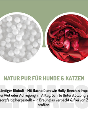 Wutbändiger Bachblüten
