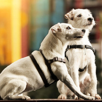 Anti-Stress-Geschirr STURMFREI®, Größe XXS