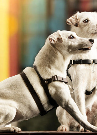 Anti-stress harness STURMFREI® Saver for very small dogs