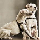 Braun / STURMFREI® - BioThane® Vordergurt und gewebter Bauchgurt (POP) / Ohne