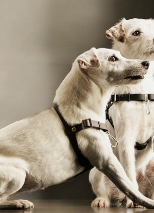 Anti-Stress-Geschirr STURMFREI®, Größe XXS