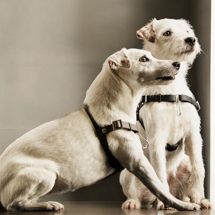 Anti-Stress-Geschirr STURMFREI®, Größe XXS