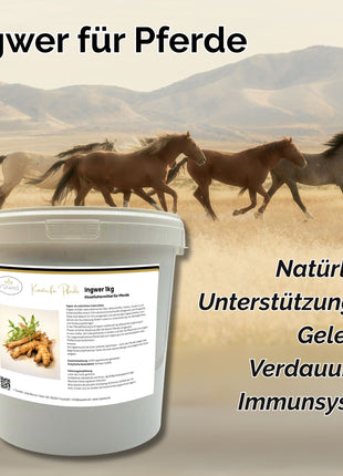 Ingwer Pferd Pulver 1kg