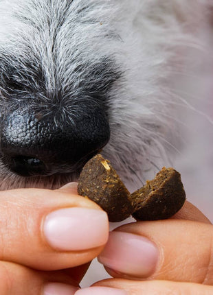 Z-Snack - Gesunder natürlicher Schutz von Tierliebhaber
