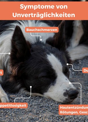 Futtermittel-Zusatzstoff-Test Hund