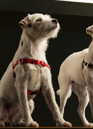 Anti-Stress-Geschirr STURMFREI®, Größe XXS