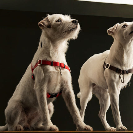 Anti-Stress-Geschirr STURMFREI®, Größe XXS