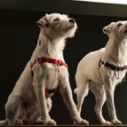 Rot / STURMFREI® - BioThane® Vordergurt und gewebter Bauchgurt (POP) / Ohne