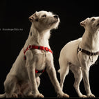 XXS (16 mm) / Rot / Ohne