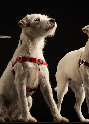 Anti-stress harness STURMFREI® Saver for very small dogs