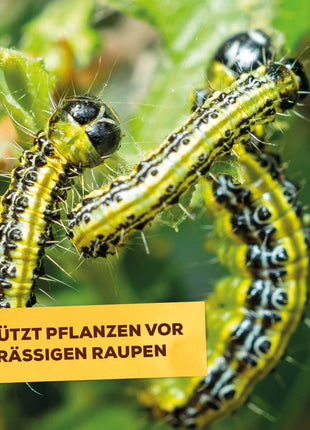 Zünsler- & Raupenfrei 15 ml Sofortiger Fraßstopp