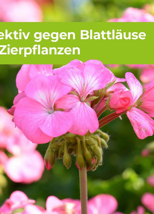 Lizetan Plus Blattlausfrei AF 1000 ml Blattläuse